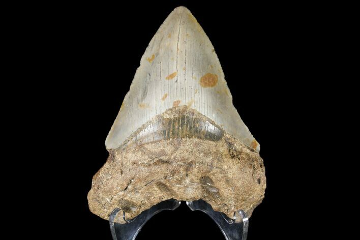 Bargain, Fossil Megalodon Tooth - North Carolina #79904